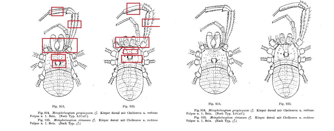 Metaphalangium cirtanum ?  S...